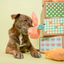 The Furryfolks - Orange Nosework Toy