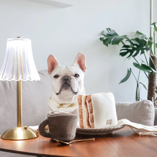 Lambwolf Collective - Latte Pop Dog Toy
