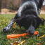 Ruffwear - Gnawt-a-Stick