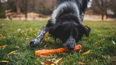Ruffwear - Gnawt-a-Stick