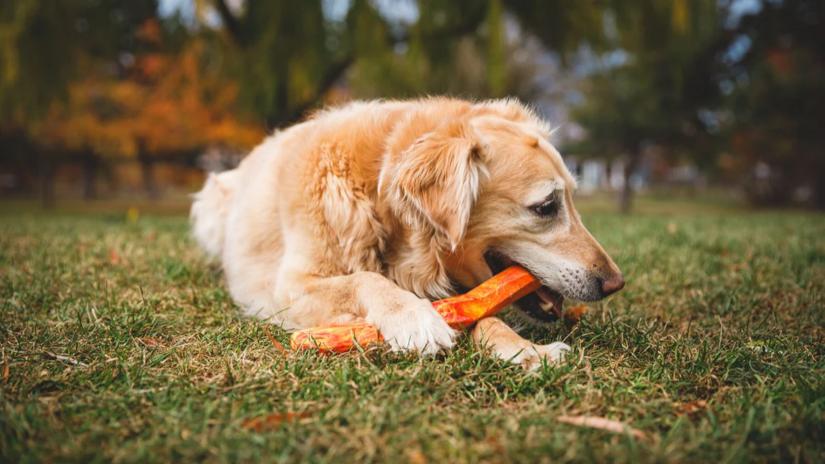 Ruffwear - Gnawt-a-Stick