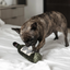 Lambwolf Collective - Merlot Dog Toy