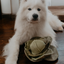 Lambwolf Collective - Cabbage POP Dog Toy