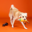 Fringe - Oh my Gourd! 2-piece Plush Dog Toy