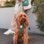 Fuzzyard Life - Cross Body Bag