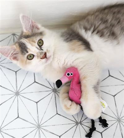 Mad Cat - Flingin' Flamingo Catnip Cat Toy