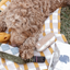 Lambwolf Collective - Eclair Dog Toy