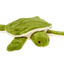 Fluff & Tuff - Esmeralda Turtle