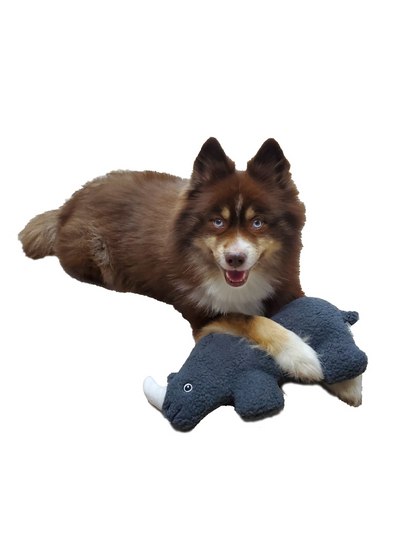 Dog Star - Gertie the Black Rhino