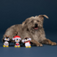 Fringe - Waddle Squad 3pk Small Dog Toy