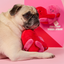 The Furryfolks - Love Locked Nosework Toy
