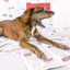The Furryfolks - Newspaper Nosework Toy