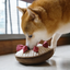 Lambwolf Collective - Berry Pie Dog Toy