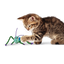 Kong - Cat Toys - Crackles - Grasshopper