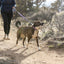 Ruffwear - Crag Collar - Alpine Dusk