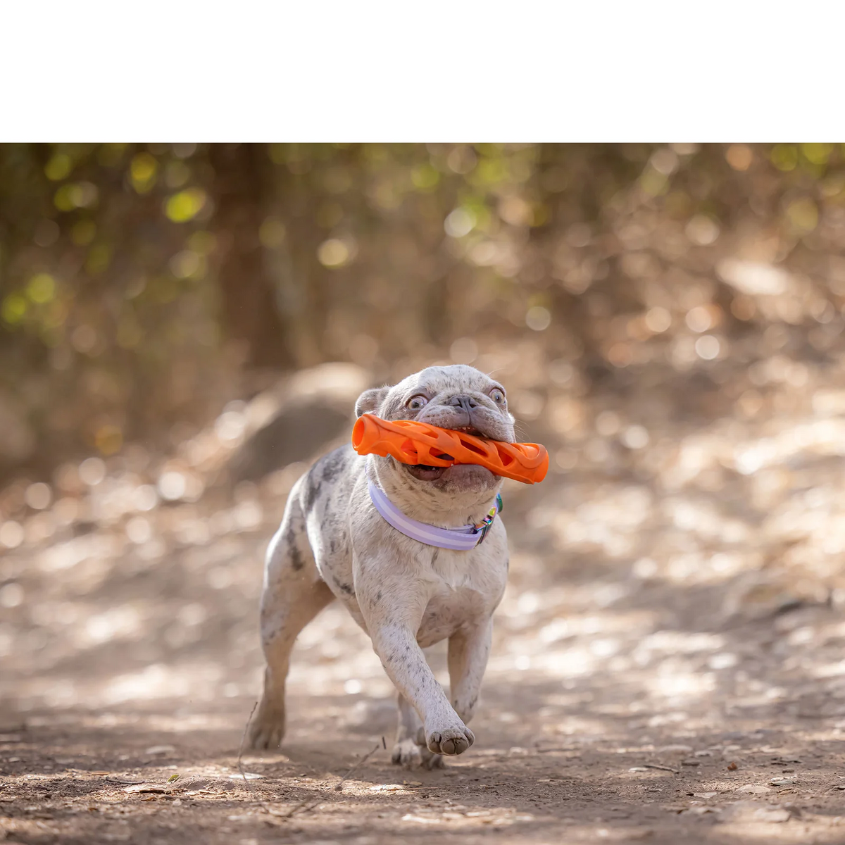 Fetch Sticks Chuckit! Breathe Right Fetch Sticks – Doodle Dogs
