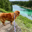 Rocky Mountain Dog - Alpine Dog Collar