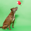 The Furryfolks - Apple Nosework Dog Toy