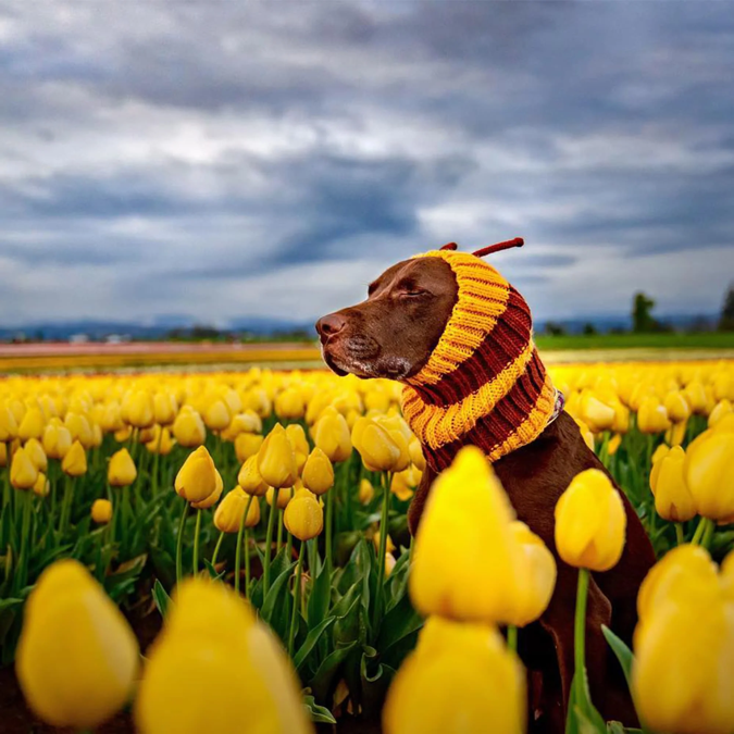 Zoo Snoods - Bumble Bee