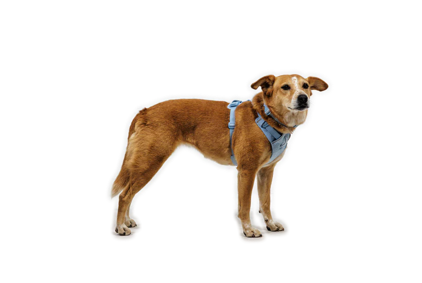 Ruffwear - Front Range Flex Harness