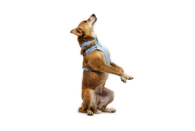 Ruffwear - Front Range Flex Harness