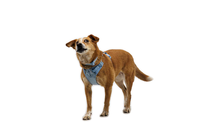 Ruffwear - Front Range Flex Harness