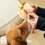 Lambwolf Collective - Persimmon Dog Toy