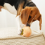 Lambwolf Collective - Persimmon Dog Toy