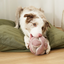 Lambwolf Collective - Monti Dog Toy