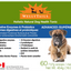 WellyTails - Digestion Enzymes & Probiotics Advanced