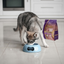 Zignature - Freeze-Dried Dog Entrée
