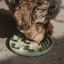 Dexypaws - Flower Hide & Seek Slow Feeder - Sage Green