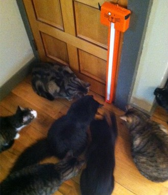 Moody Pet - Fling-Ama-String