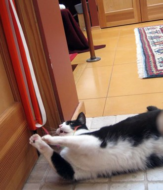 Moody Pet - Fling-Ama-String