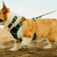 Ruffwear - Front Range Flex Collar