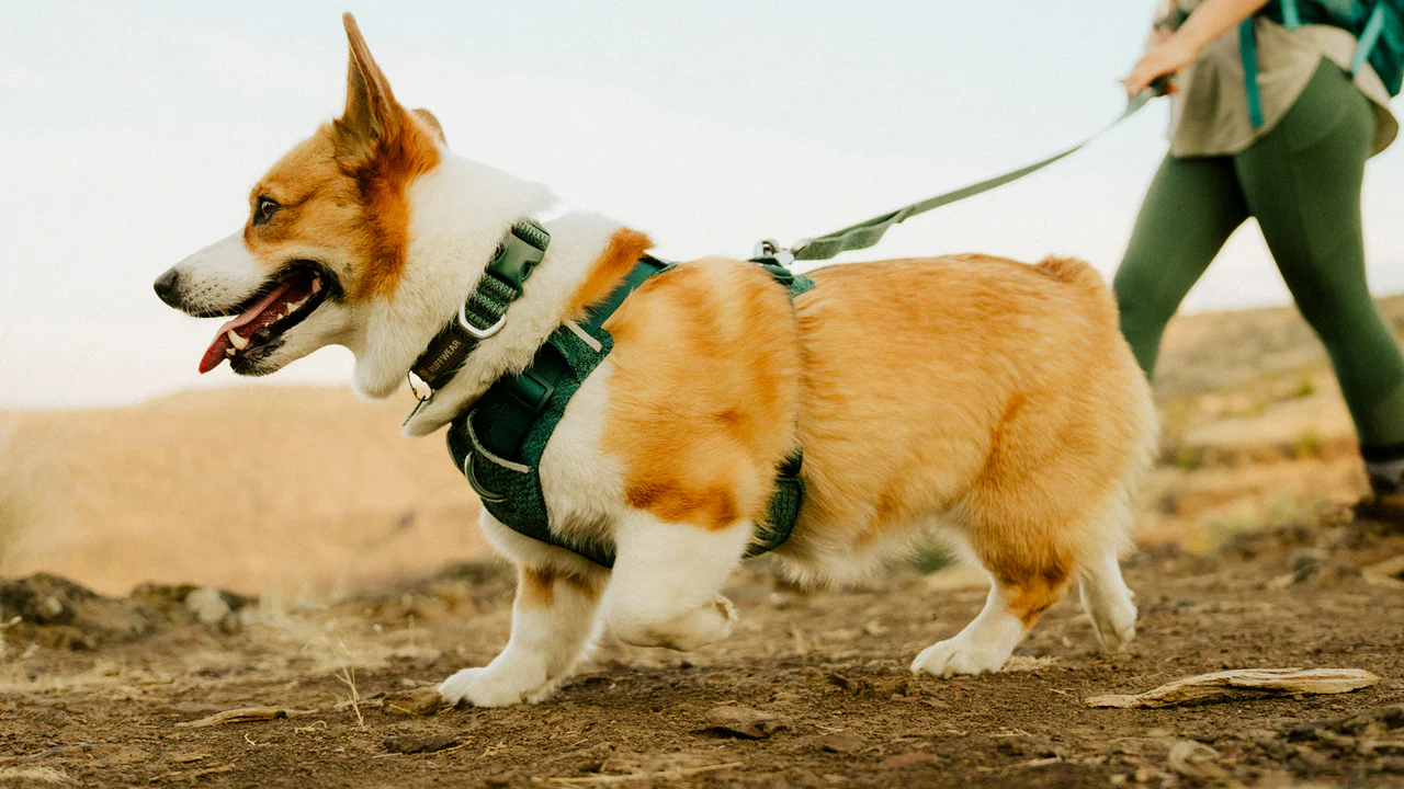 Ruffwear - Front Range Flex Collar