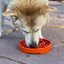 SodaPup - Sun and Moon Shallow Slow Feeder Enrichment Bowl
