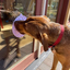 SodaPup - Lotus Design Enrichment Lick Mat with Suction Cups