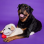 Multipet - Original Lamb Chop Dog Toy
