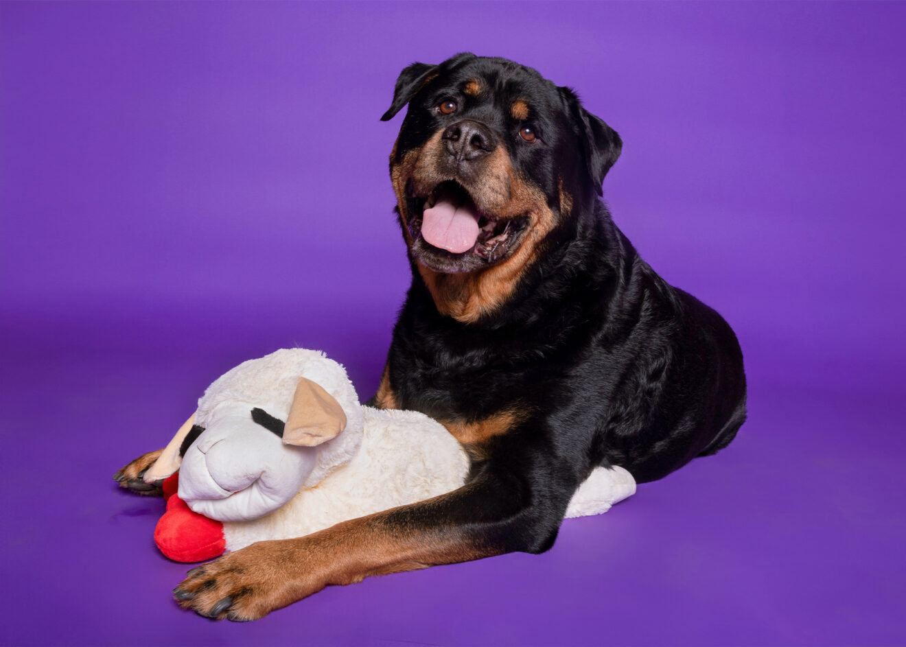 Multipet - Original Lamb Chop Dog Toy