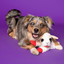 Multipet - Original Lamb Chop Dog Toy
