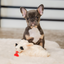 Multipet - Original Lamb Chop Dog Toy