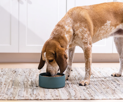 Open Farm - Icelandic Seafood Mousse for Dogs