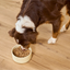 Open Farm - Dietary Needs Pâté - Wet Dog Food