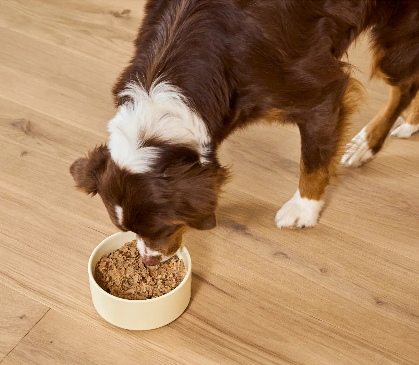 Open Farm - Dietary Needs Pâté - Wet Dog Food