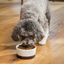 Open Farm - Dietary Needs Kibble - Dry Dog Food