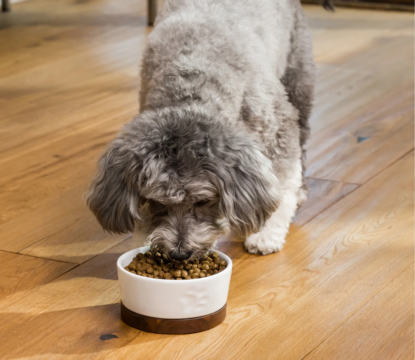 Open Farm - Dietary Needs Kibble - Dry Dog Food