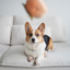 Lambwolf Collective - Persimmon Dog Toy