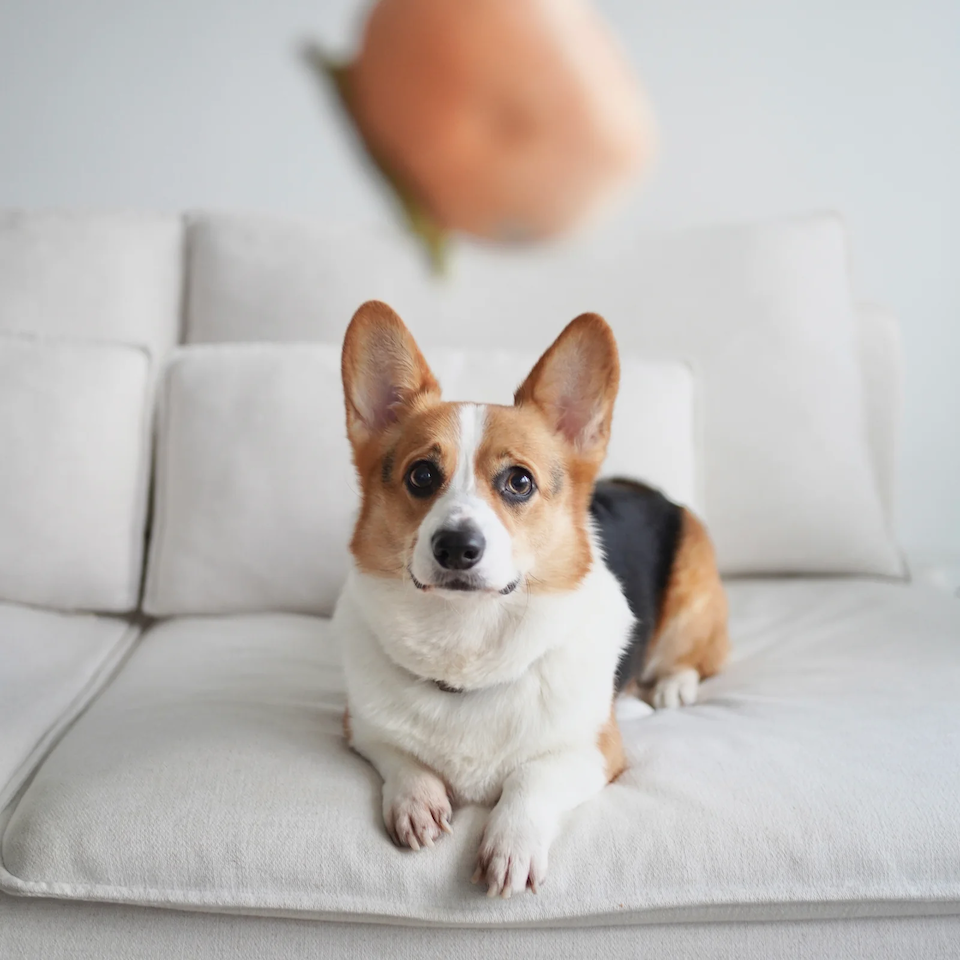 Lambwolf Collective - Persimmon Dog Toy