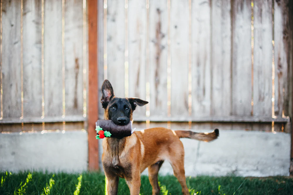 P.L.A.Y. - Holiday Classic Yummy Yuletide Log